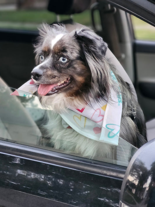 A Mini Aussie’s Guide to Finding Joy in the Journey