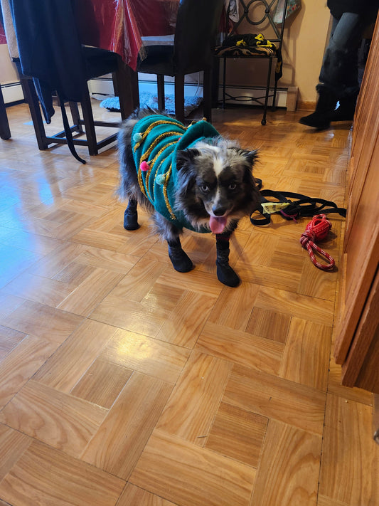 Winter Care Tips for Your Dog: Keep Them Warm and Happy