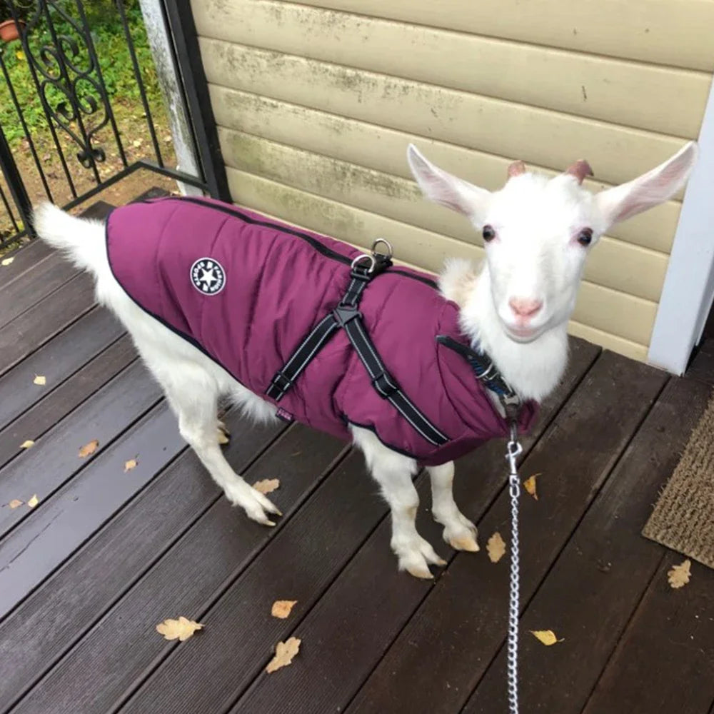 Waterproof Winter Dog Jacket with Harness – Warm Pet Coat for Large & Small Dogs (Labrador, French Bulldog, Chihuahua)