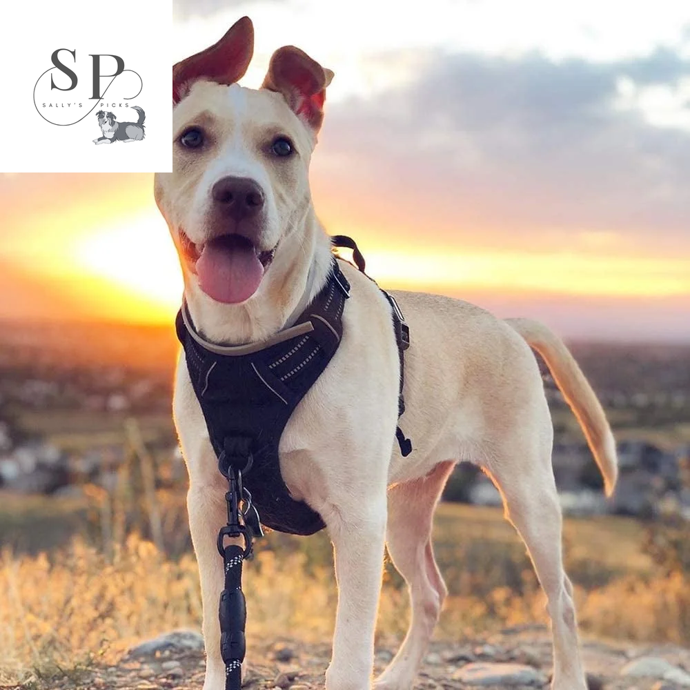 No-Pull Dog Harness for Large Dogs – Adjustable Reflective Pet Vest with 2 Leash Clips & Handle – Soft Padded Oxford Harness for Outdoor Walks, Black