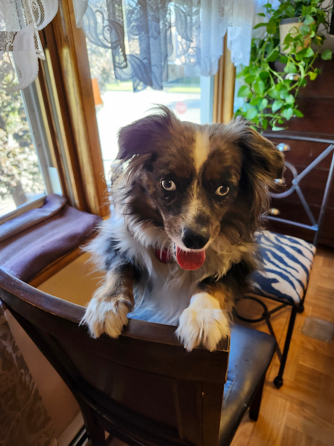 Pet Safety 101: Sally’s Tips for a Safe and Happy Home