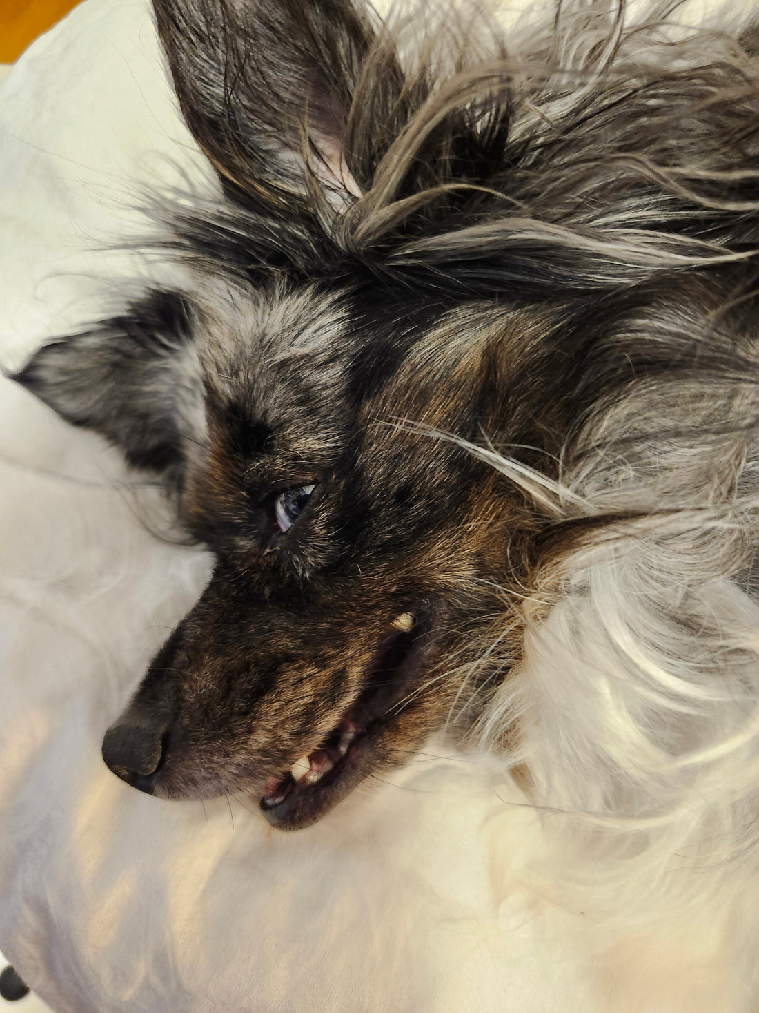 Benefits Of Hugging: Do Dogs Benefit from Hugs? Sally’s Hugging Tips.