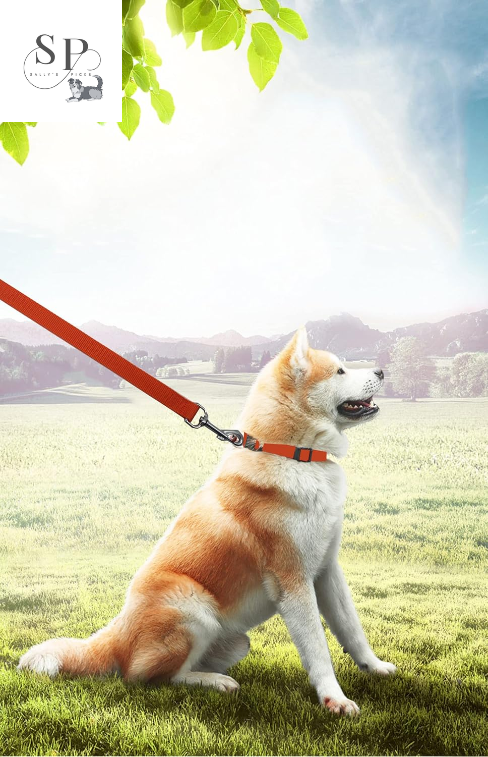 20FT Long Dog Training Leash – Heavy-Duty Nylon Recall Lead for Small & Medium Dogs – Obedience Leash for Backyard, Camping, Hiking, and Outdoor Play